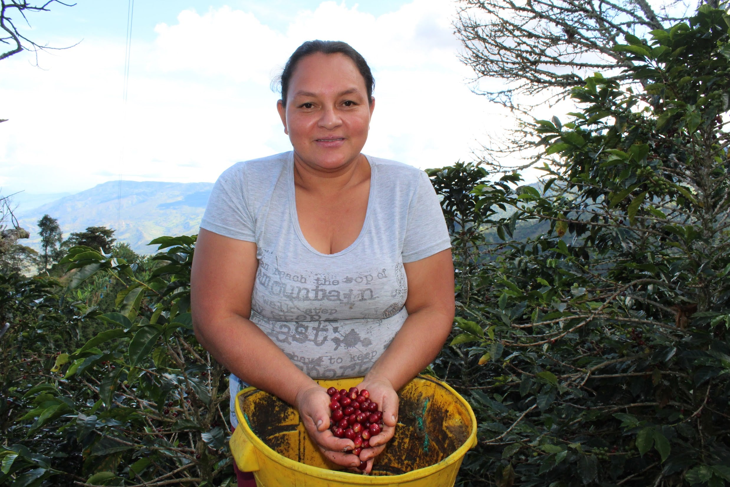 Mule Kick - Dark Roast Specialty Colombian Coffee – La Mulita Coffee