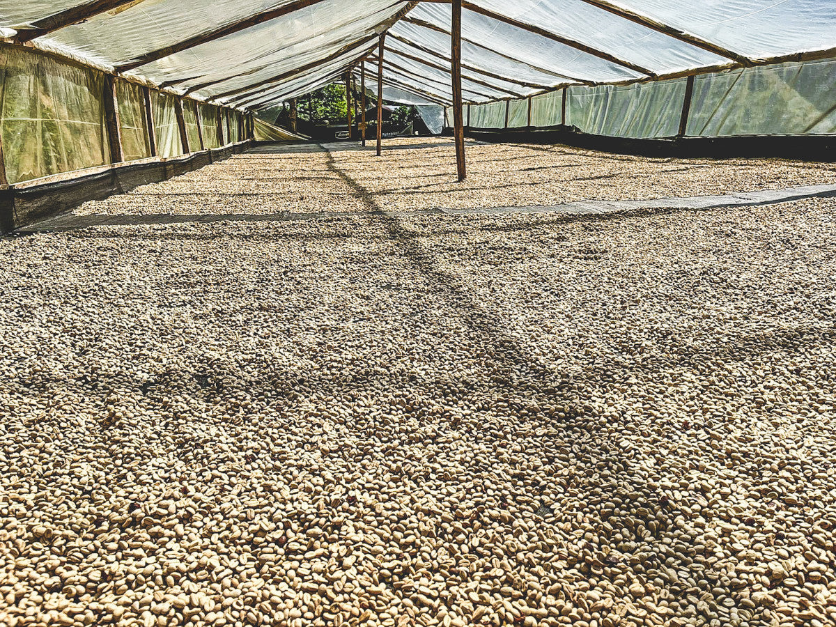 La Primavera, Single-origin Colombian Specialty Coffee Natural Process ...