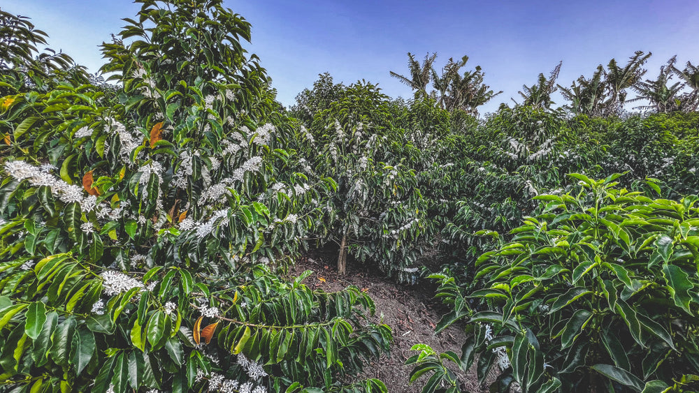 Coffee plants in Urrao, Colombia