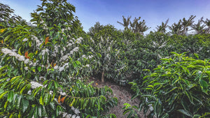 Coffee plants in Urrao, Colombia