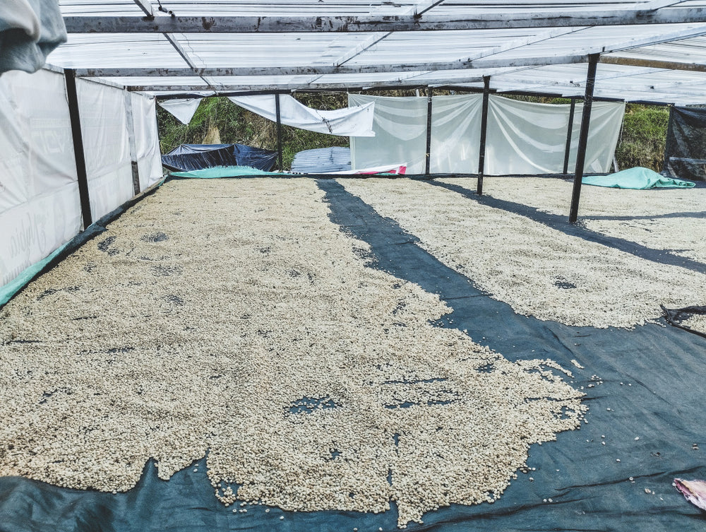 coffee beans drying as part of the process
