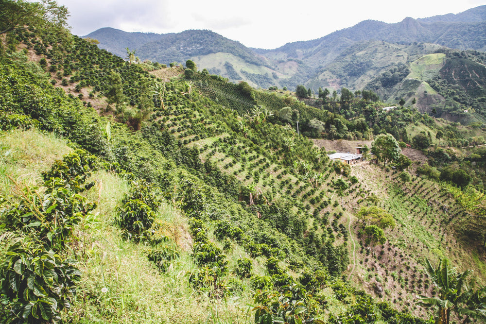 
            
                Load image into Gallery viewer, Lote 3 coffee farm in Huila
            
        