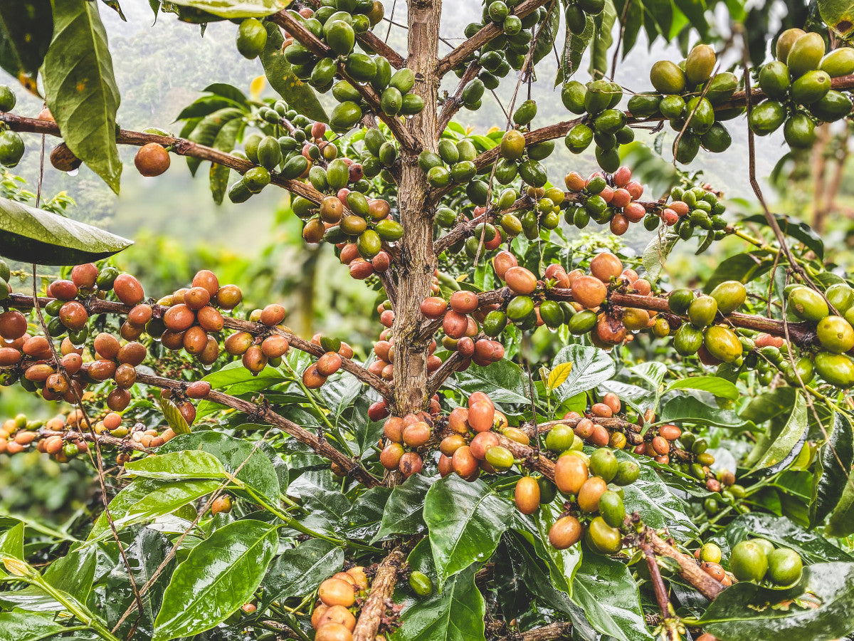 Mule Fuel Espresso, Specialty Colombian Coffee – La Mulita Coffee